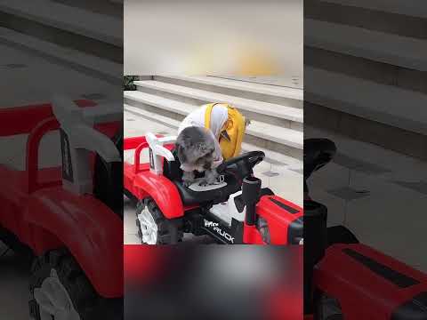 🐶💔 الكلب الوفي الذي لم يفهمه أحد 😢 thumbnail