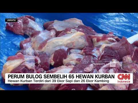 Bulog Salurkan Ratusan Paket Daging Kurban untuk Karyawan thumbnail