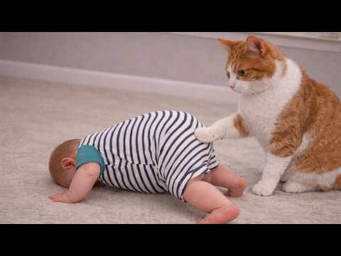 This Cat Deserves the “Babysitter of the Year” Award ?? thumbnail