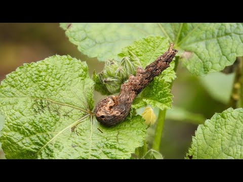 Camouflaged looper caterpillar resting on foliage in Motidhar Mussoorie thumbnail