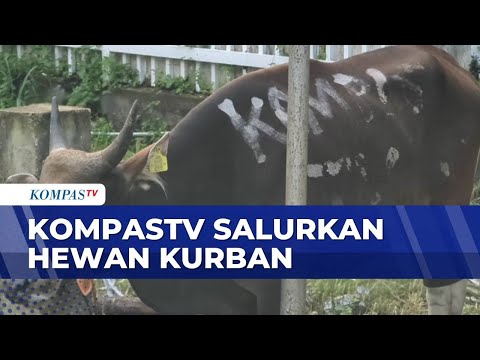 Sambut Idul Adha, KompasTV Salurkan Hewan Kurban | SAPA MALAM thumbnail