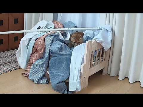 【牛奶是只猫】🐱：简直是祸从天降 thumbnail
