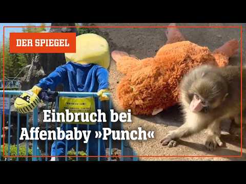 Virales Affenbaby: Mann klettert ins Gehege von Internetstar »Punch« | DER SPIEGEL thumbnail