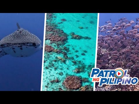 Tubbataha Reef, a paradise at risk? | Patrol ng Pilipino thumbnail
