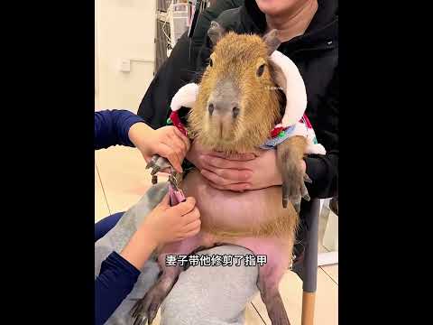 男子救助了一只神奇的动物，将其带回后，没想到它是那么呆萌！ #动物救助 #animals #pets #寵物友善日常 #主人 #cute #感人壹幕 #萌宠 thumbnail