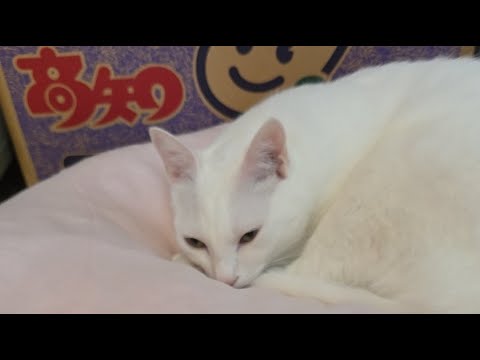 ある家族と、白い迷い猫。 がライブ配信中！ thumbnail