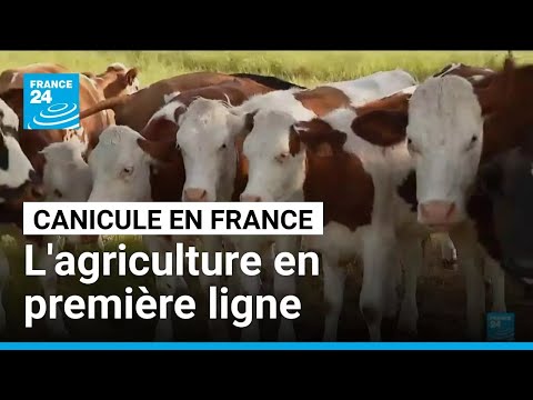 Canicule : l'agriculture victime des fortes températures • FRANCE 24 thumbnail