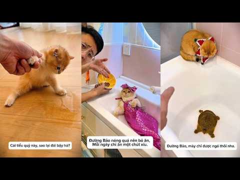 Tổng Hợp Thử Thách Mèo Cưng Siêu Hài 😂 Mèo Ú Khổng Lồ 🎈 thumbnail