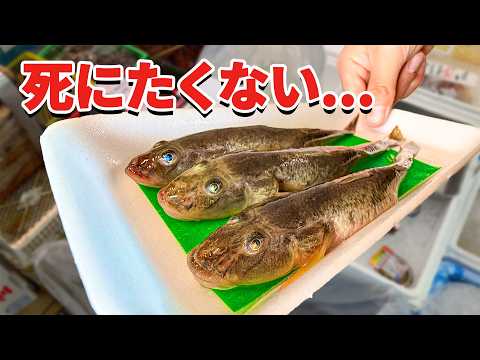 スーパーに売れ残っていた魚を飼育してみると… thumbnail