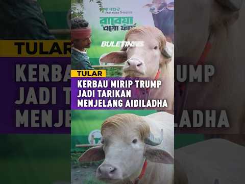 TULAR | Kerbau Mirip Donald Trump, ‘Bintang’ Baharu Di Bangladesh thumbnail