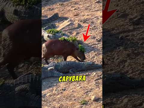 Capybara Adalah Babi Air!? Hukum Islam Berkata Begini ? thumbnail