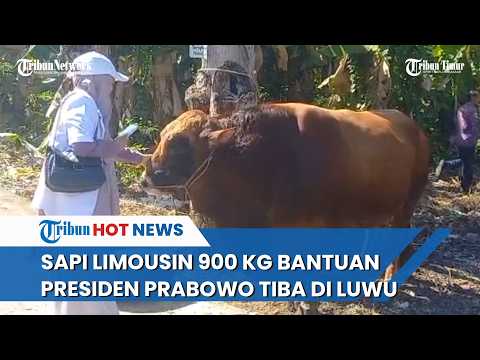 Presiden Prabowo Datangkan Sapi Limousin 900 kg dari Sinjai untuk Kabupaten Luwu thumbnail