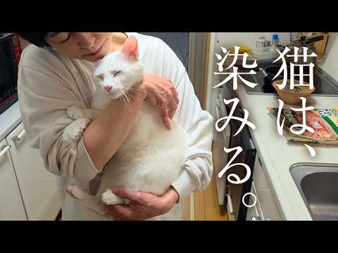 元〝犬派〟一家が、なぜか白猫を奪い合っている・・・。 thumbnail