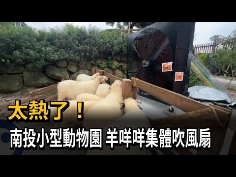 太熱了！ 南投小型動物園 羊咩咩集體吹風扇－民視新聞 thumbnail