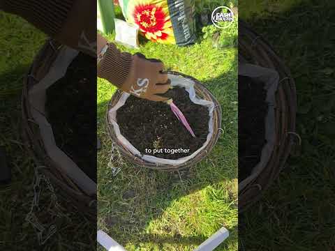 How to glow up your garden on a budget ?? thumbnail