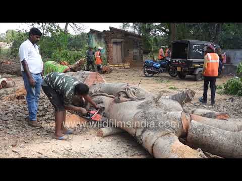 Workers use a powerful chainsaw to cut and remove a massive fallen log thumbnail