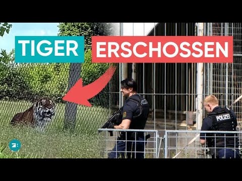 Drama in Leipzig: Entlaufener Tiger von Polizei erschossen thumbnail