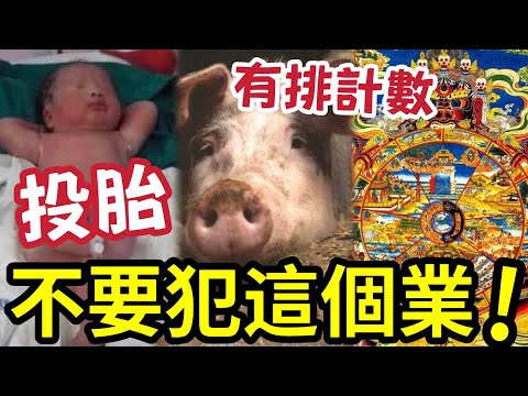 #佛禪 小心！你死後會去那裡？千萬「不要造這個業！」佛說：犯什麼業，決定你死後去哪一道（地獄、餓鬼、畜生…） thumbnail