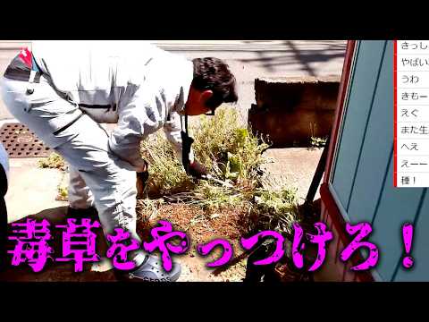 庭に生えた”毒草”を刈り取ります thumbnail