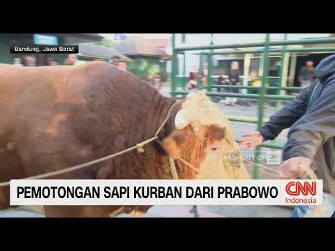Detik-Detik Penyembelihan Sapi Kurban Bantuan Prabowo di Bandung thumbnail