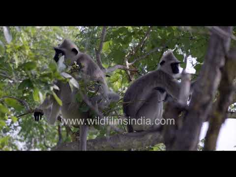 Tufted Gray Langurs resting in the forests of southern India thumbnail