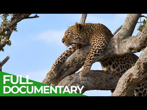 Law of the Savannah: Predators of the Masai Mara | Free Documentary Nature thumbnail