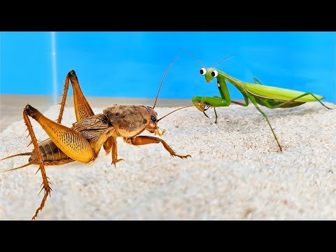 GRILLO TOPO GIGANTE vs MANTIS thumbnail
