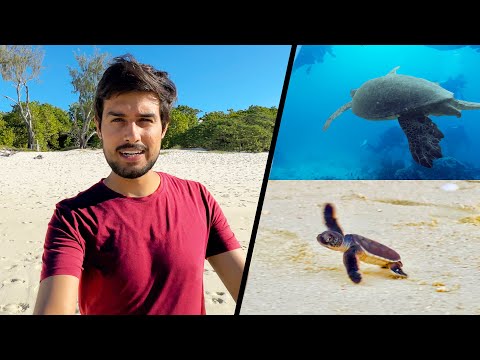 Meeting Baby Turtles at Great Barrier Reef! (Australia) thumbnail