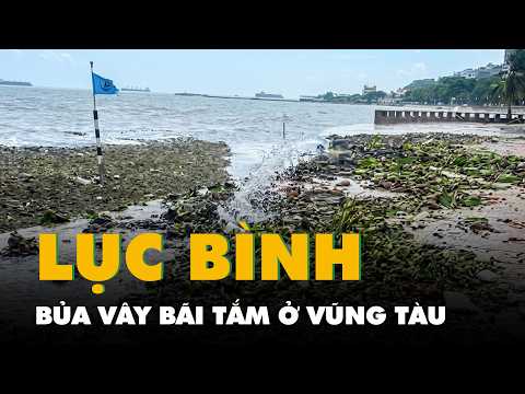 Lục bình bủa vây bãi tắm ở Vũng Tàu sau mưa lớn đầu mùa thumbnail
