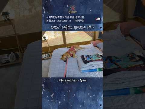 보호소로 다시 되돌아가는 줄 알고 죽은척하는 유기견 #견생역전_태평이 thumbnail