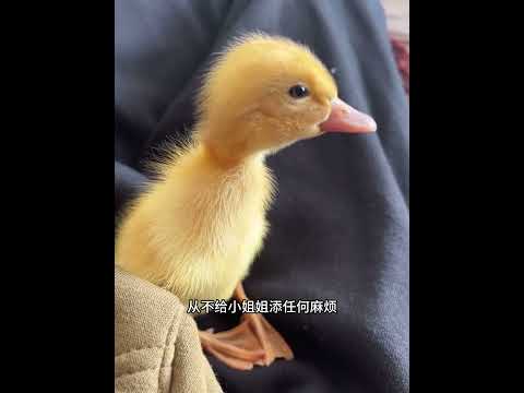 爱吃猫粮的小鸭子下了枚蛋，哪曾想因祸得福，过上了幸福生活！ #animals #动物救助 #主人 #寵物友善日常 #搞笑 #感人壹幕 #pets #cute #寵物 thumbnail