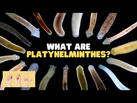 ASL What Are Platyhelminthes? thumbnail