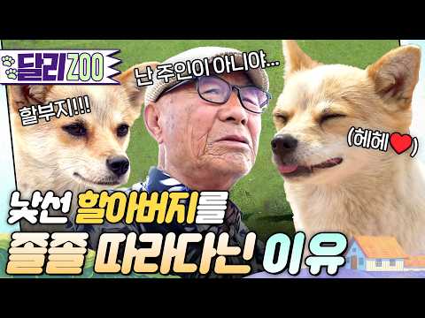 [🐕#달리ZOO] 할부지 뒤만 졸졸졸🐕할아버지의 껌딱지가 된 '아롱이'의 특별한 사연은...? #TV동물농장 #달리 #DALI thumbnail