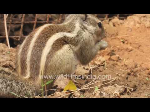 Indian Palm Squirrel foraging in Wilderness Orchard thumbnail