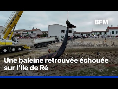Une baleine a été retrouvée échouée sur une plage de l'île de Ré thumbnail