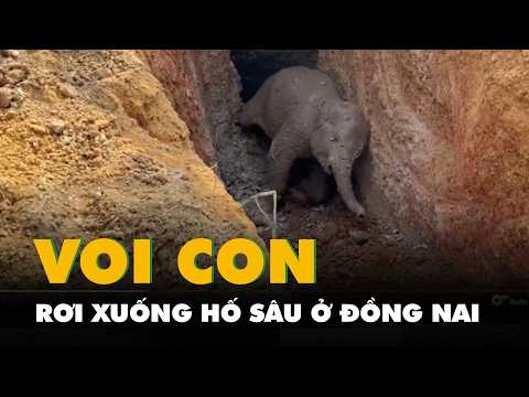 Cứu voi con rơi xuống hố sâu ở Đồng Nai thumbnail