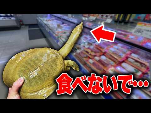 スーパーで売っていた鍋用のカメを飼育した結果がヤバすぎる… thumbnail