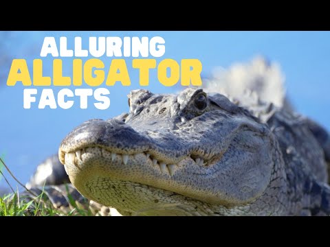 Alluring Alligator Facts | Learn interesting tidbits about this ancient animal thumbnail
