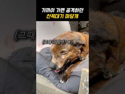 얼굴만봐도 공격했던 마당개 thumbnail