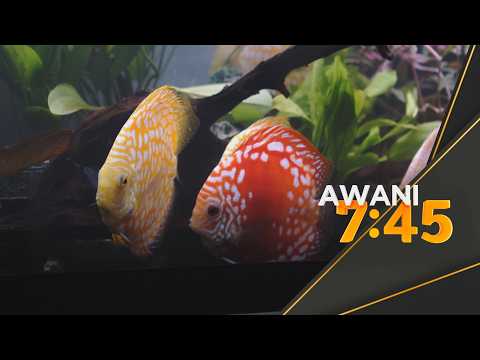 Ikan hiasan Malaysia laris, catat potensi dagangan RM29 juta thumbnail