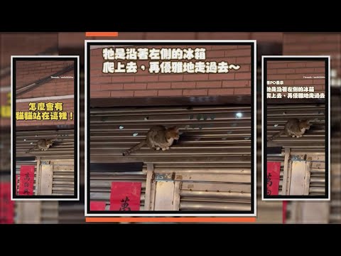 路上抬頭見貓貓飛簷走壁　坐鐵門上超穩的XD thumbnail