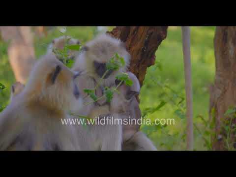 Indian Gray Langur troop with mother and infant in Mudumalai National Park thumbnail