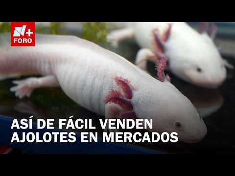 Venden ajolotes de forma ilegal en CDMX - Hora 21 thumbnail