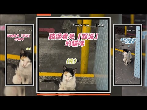 貓咪眼神兇狠　直盯路人：人類看什麼看 thumbnail