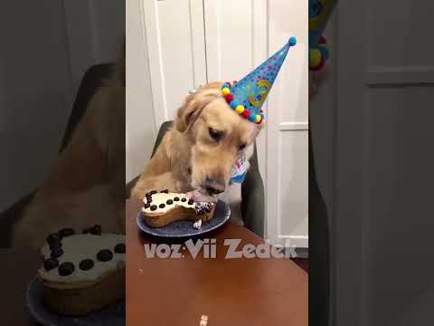 Bichinhos que nos entendem -golden retriever thumbnail