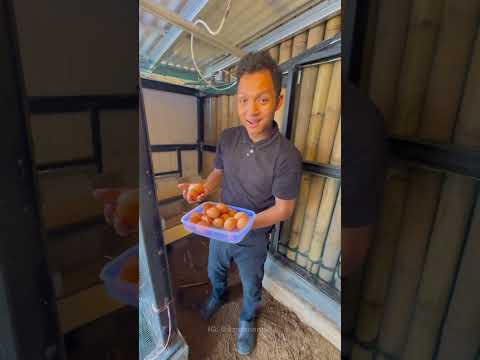 POV NEMUIN TELOR AYAM KEMBAR thumbnail