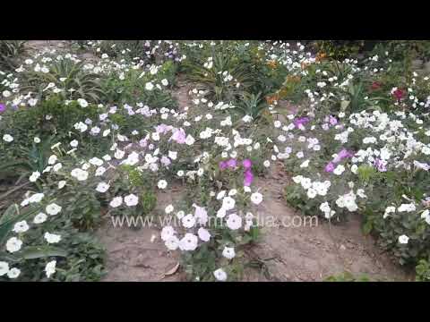 White and purple Petunia flower beds in the AIIMS Ring Road garden Delhi thumbnail