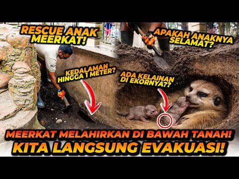 MEERKAT BERANAK TAPI DI BAWAH TANAH SEDALAM 1 METER?! TIM RESCUE LANGSUNG BERAKSI! GIMANA KONDISINYA thumbnail