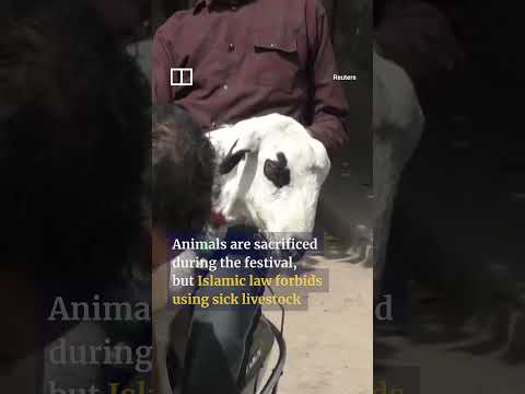 Indian heatwave sickens livestock ahead of Eid al-Adha thumbnail