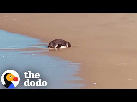 Jogger Finds A Tiny Penguin Stranded On The Beach | The Dodo thumbnail
